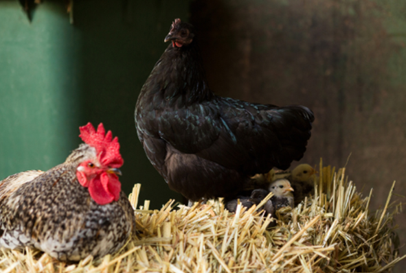 Quelle Litière pour vos Poules?🌾🐔