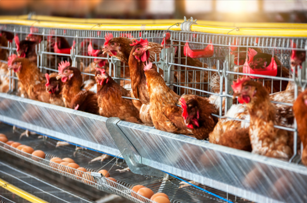 Pourquoi Adopter des Poules de Réforme?🦸‍♂️🐔