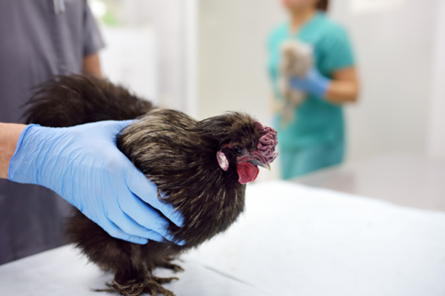 Les 3 Maladies les plus Courantes chez les Volailles🐔👨‍⚕️